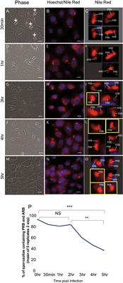 Refractile bodies of Eimeria tenella are proteinaceous membrane-less organelles that undergo dynamic changes during infection